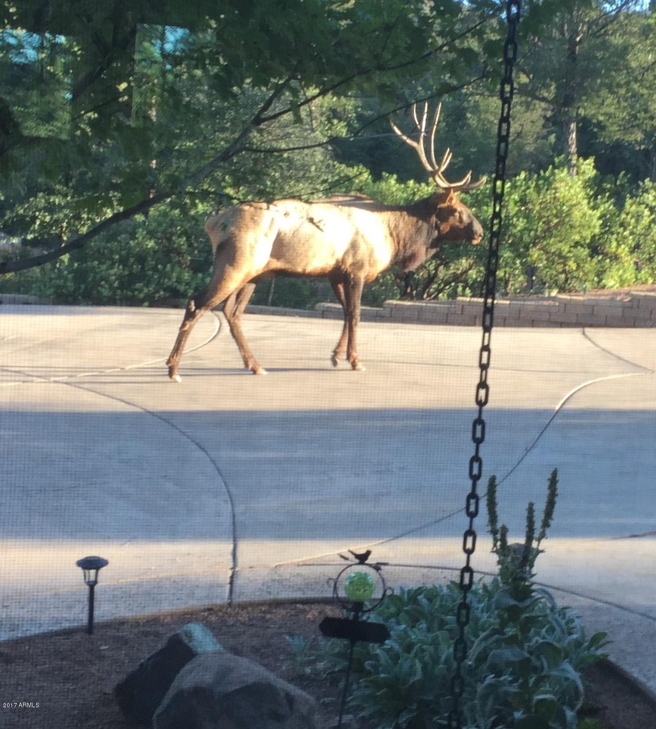 44 North Pine Ridge Circle Payson, AZ 85541 - Photo 36 of 41 Elk on The Driveway