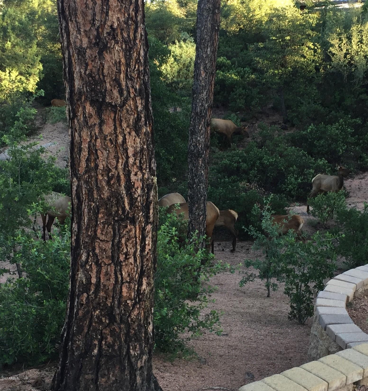 44 North Pine Ridge Circle Payson, AZ 85541 - Photo 10 of 41 Elk Herd
