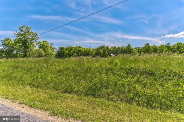 a view of a bunch of trees and bushes