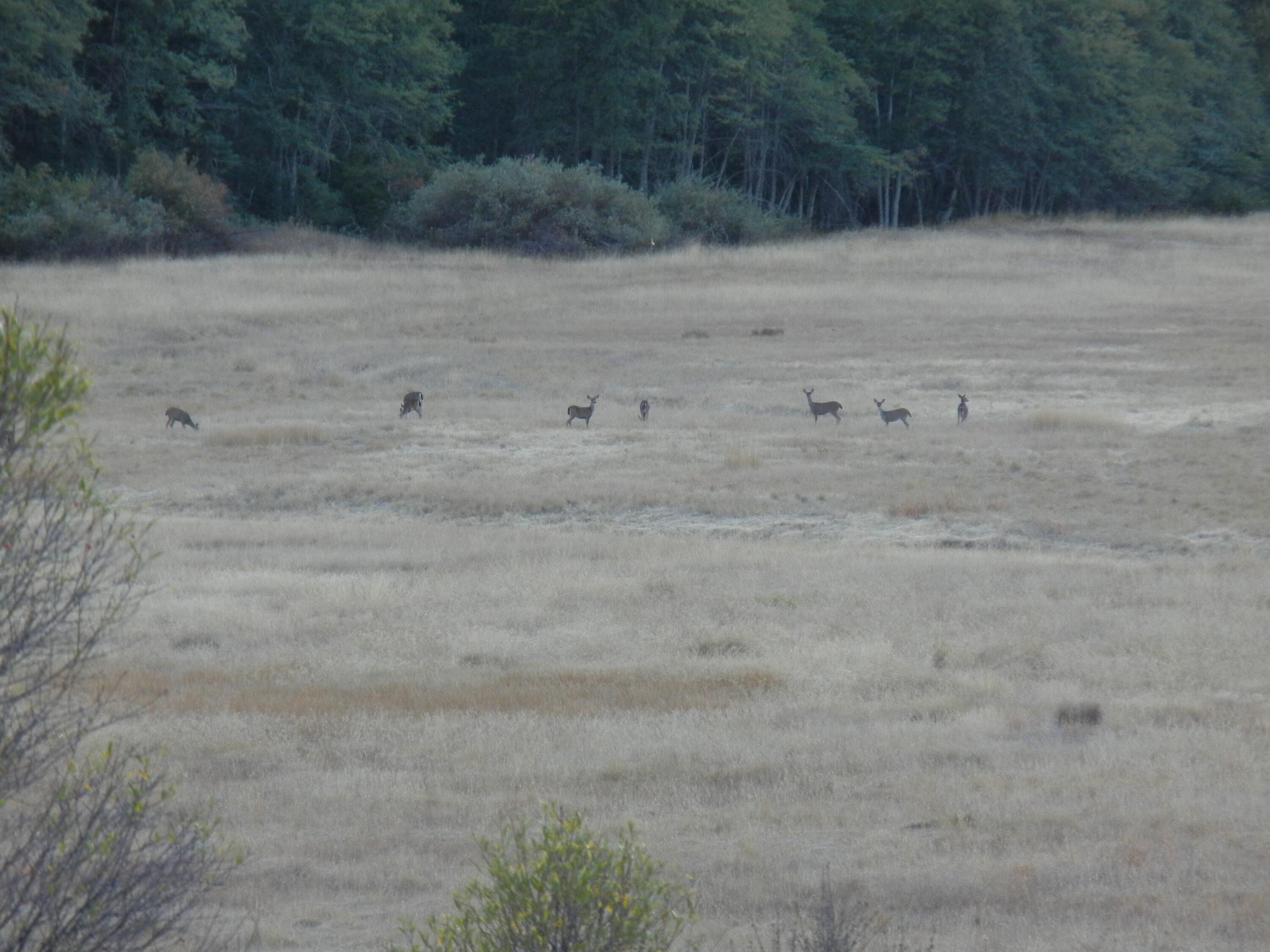 1040 Mullane Trail Big Bar, CA 96010 - Photo 11 of 49 20 deer