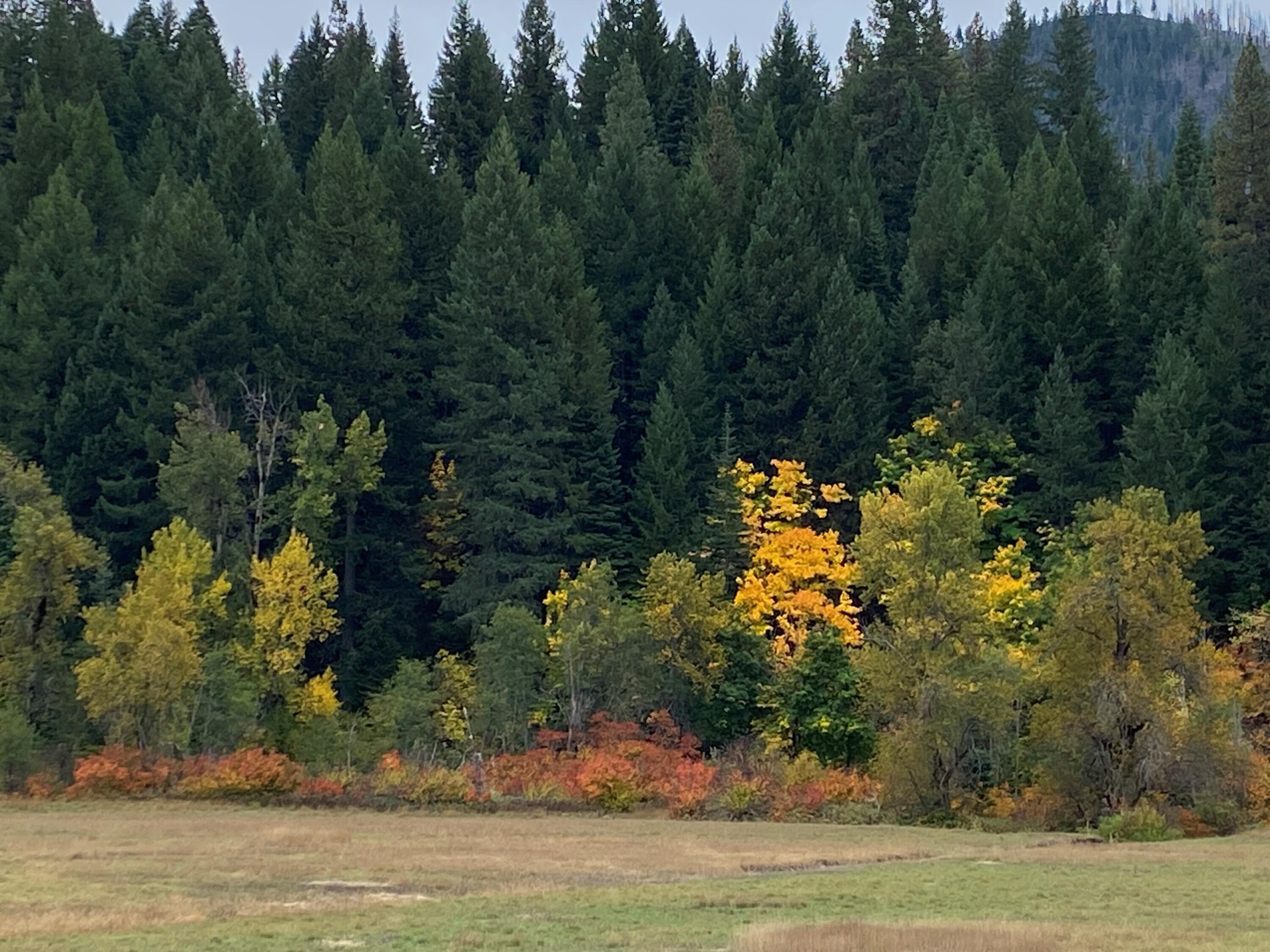 1040 Mullane Trail Big Bar, CA 96010 - Photo 24 of 49 a view of a yard