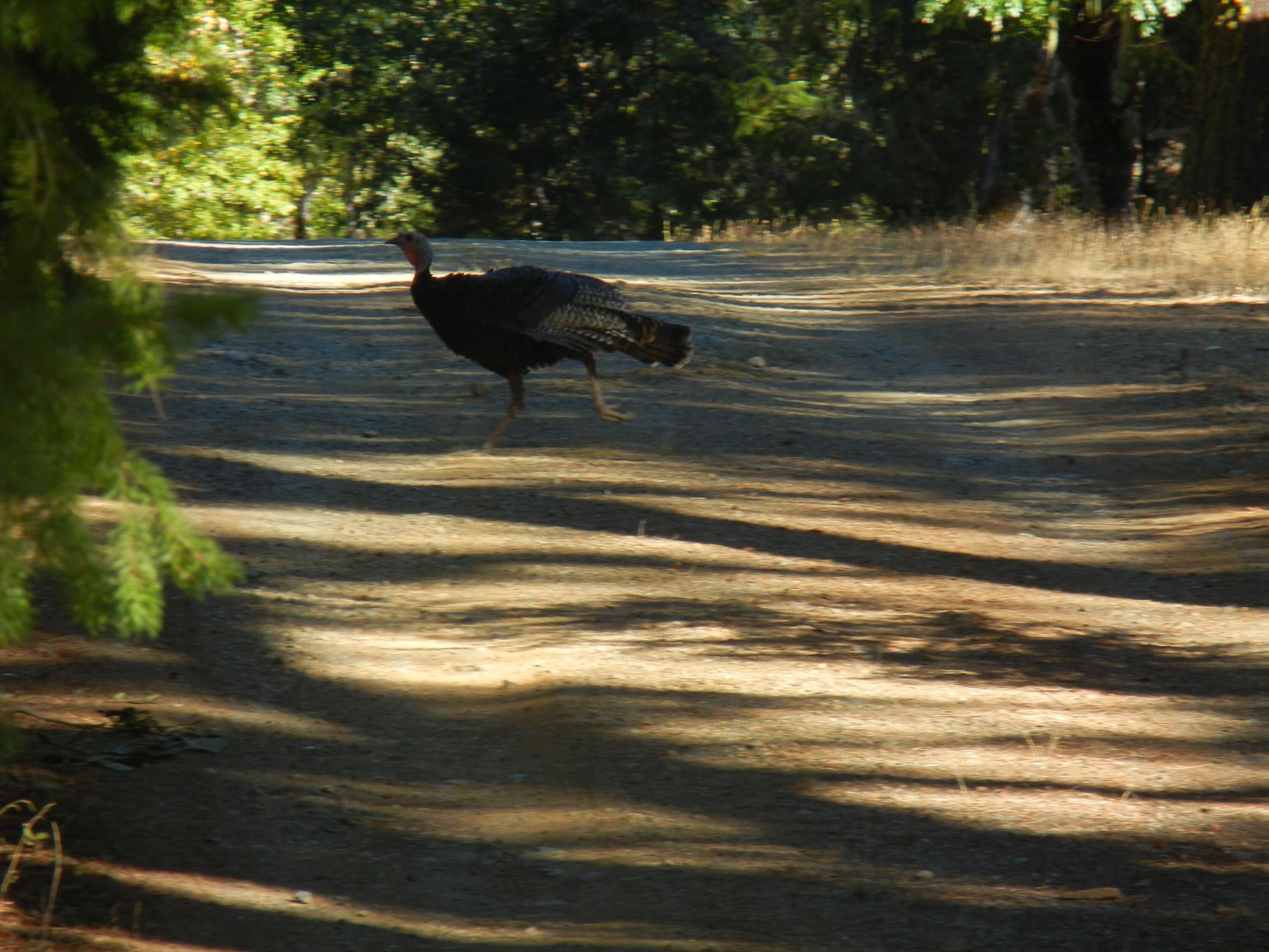 1040 Mullane Trail Big Bar, CA 96010 - Photo 25 of 49 17 wild turkey