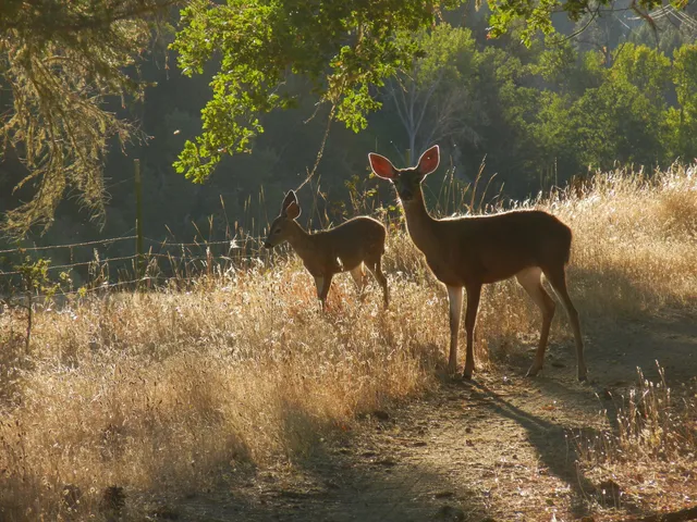 a view of a lake with houses in the background