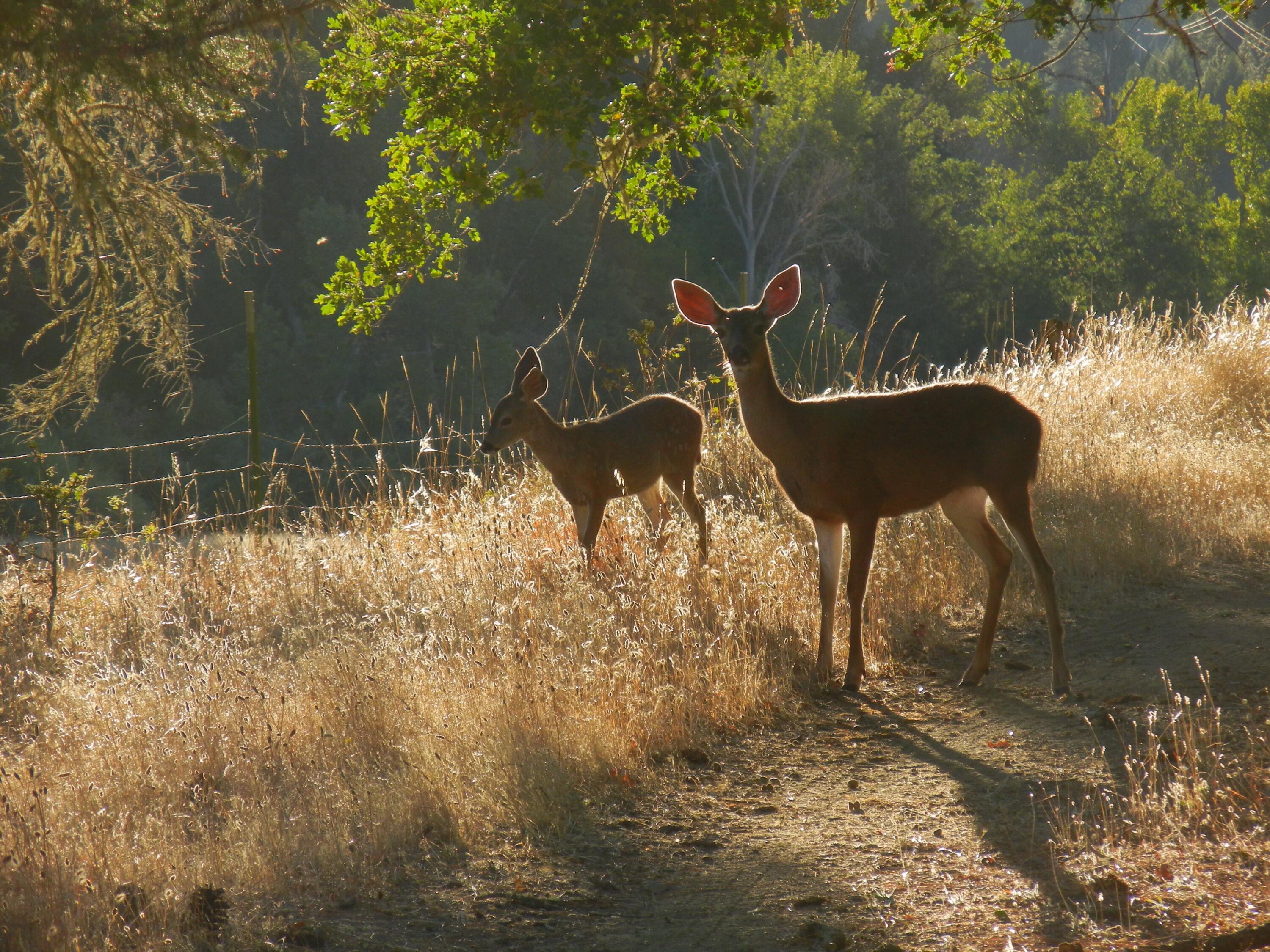 1040 Mullane Trail Big Bar, CA 96010 - Photo 26 of 49 19 deer