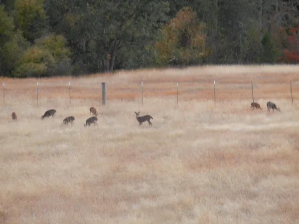 a green field with lots of trees