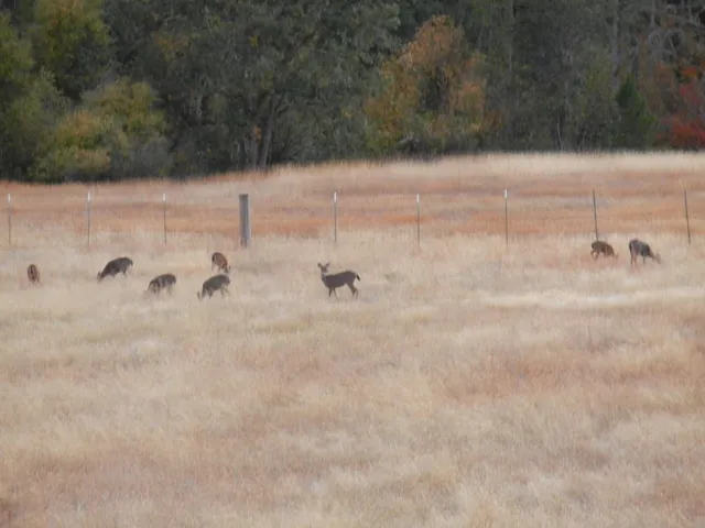 a green field with lots of trees