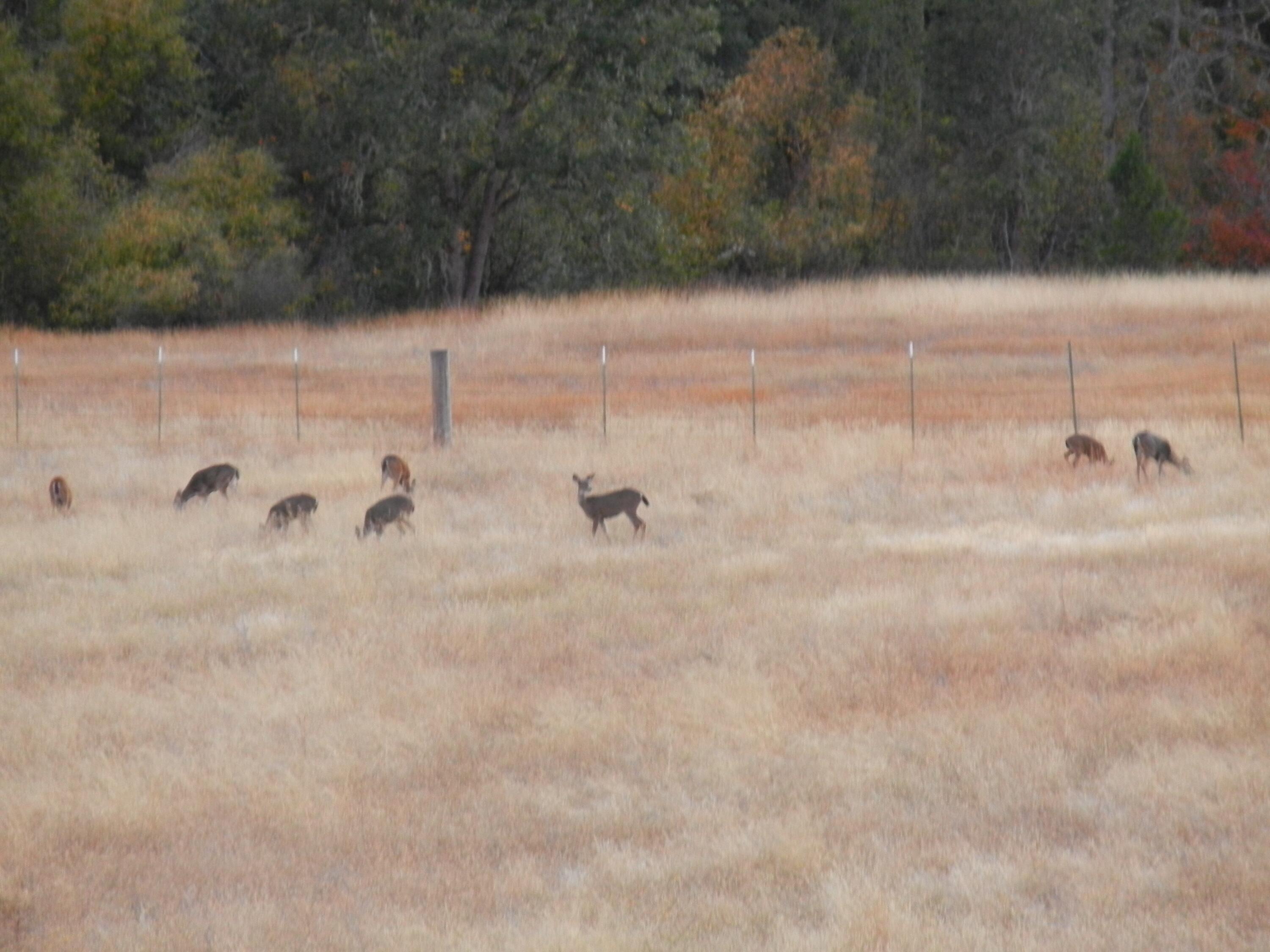 1040 Mullane Trail Big Bar, CA 96010 - Photo 27 of 49 21 deer