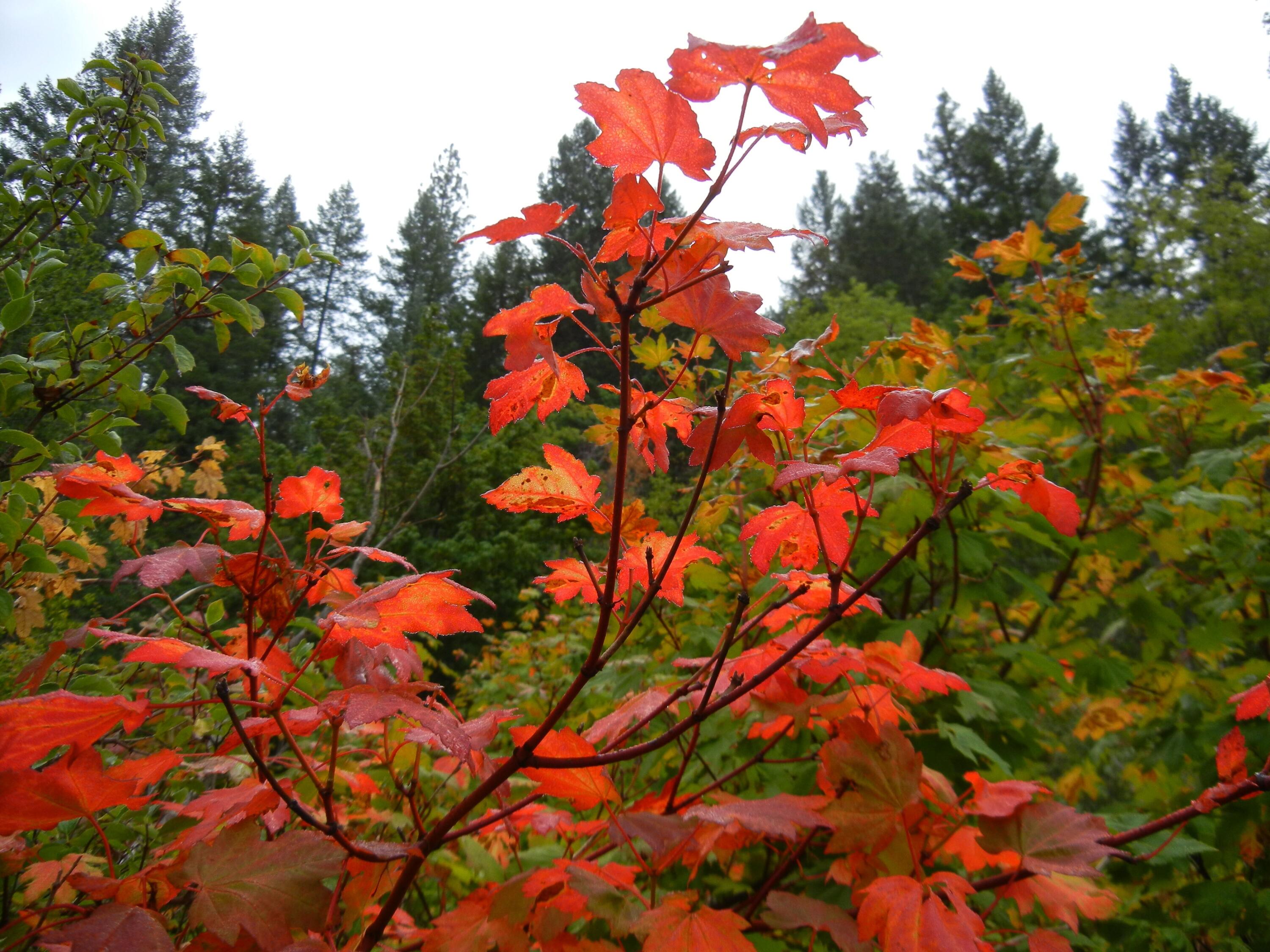 1040 Mullane Trail Big Bar, CA 96010 - Photo 29 of 49 24 red leaves