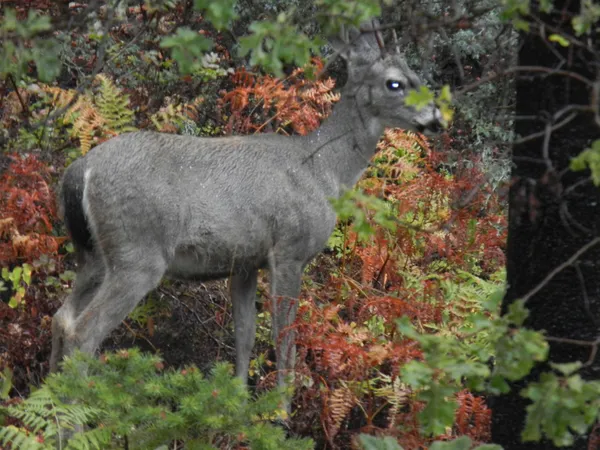 $1,099,000 | 1040 Mullane Trail, Big Bar, CA 96010