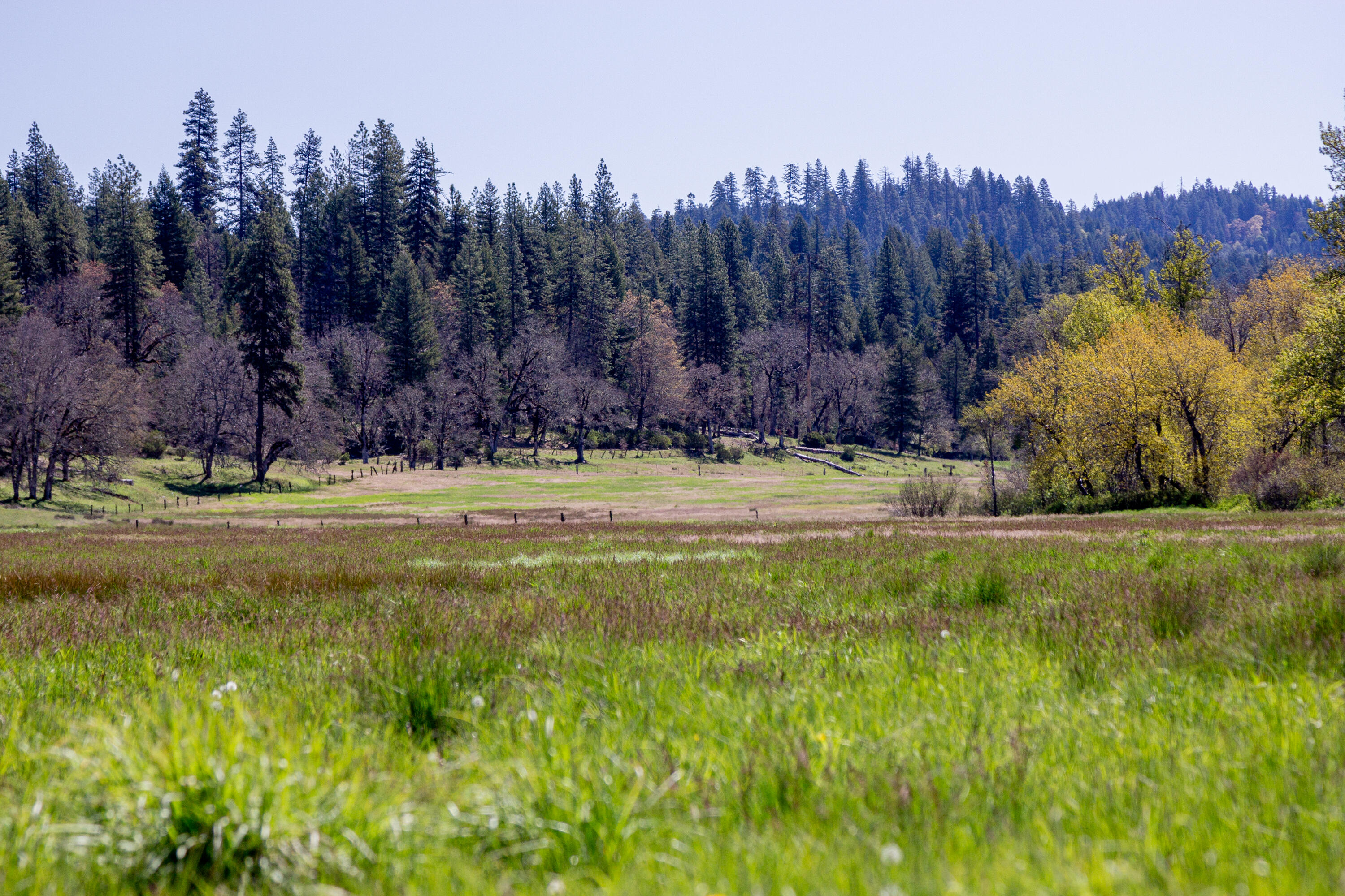 1040 Mullane Trail Big Bar, CA 96010 - Photo 38 of 49 a view of a water pond with green yard