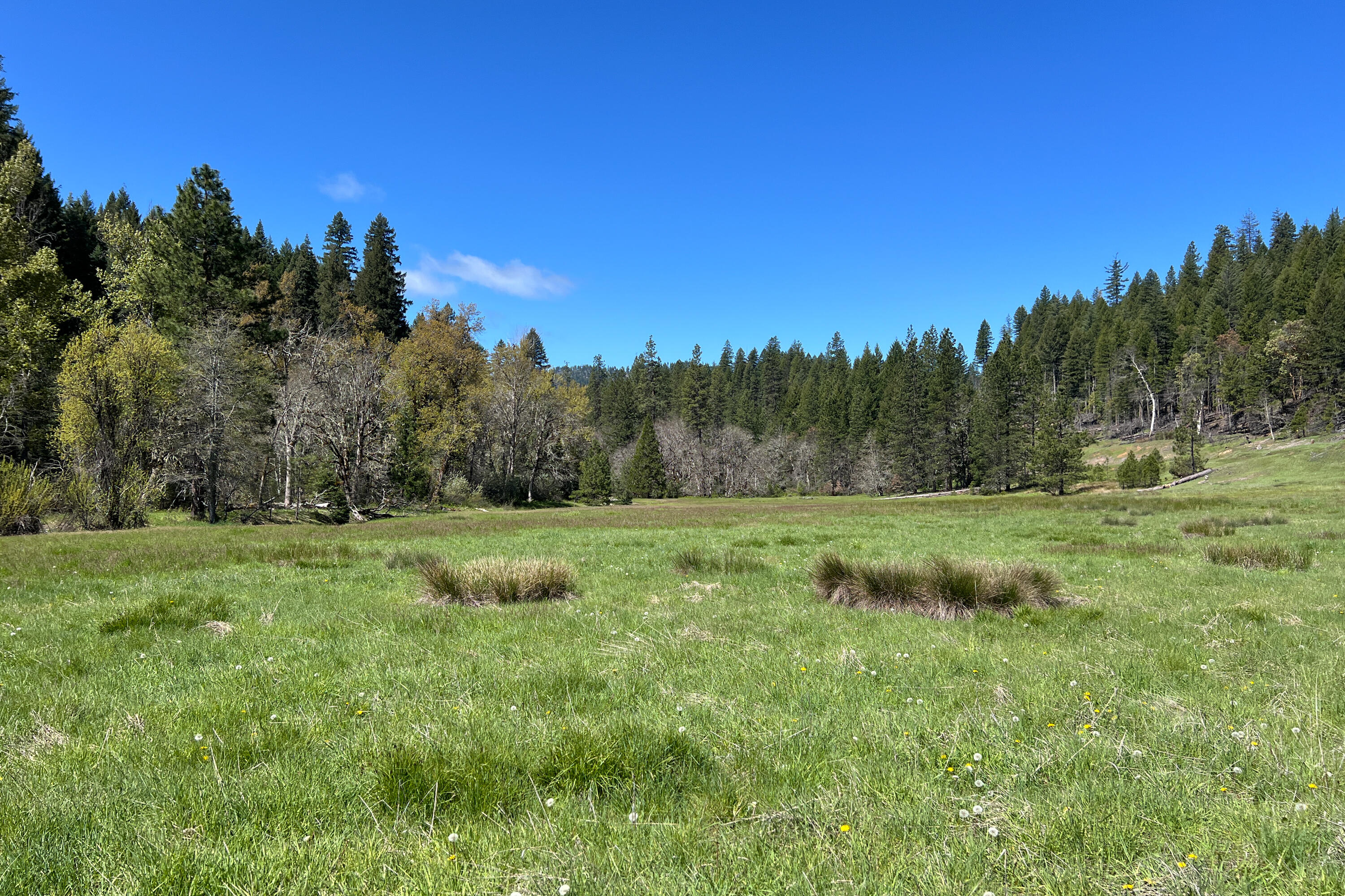 1040 Mullane Trail Big Bar, CA 96010 - Photo 40 of 49 a view of a lush green space