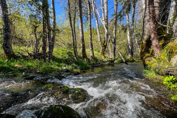 a backyard of a house with a yard and large trees
