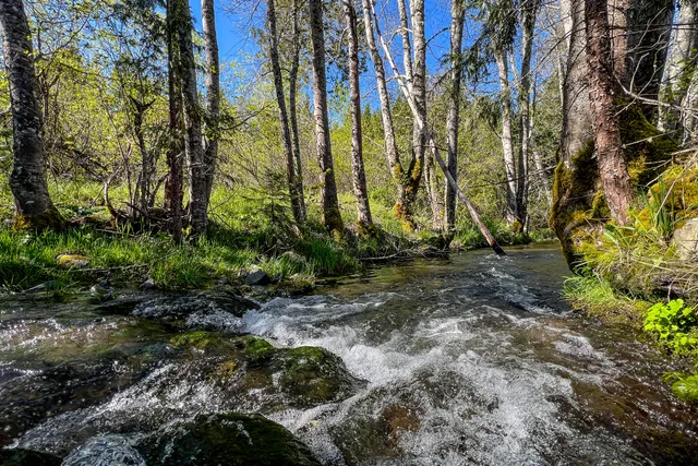a backyard of a house with a yard and large trees