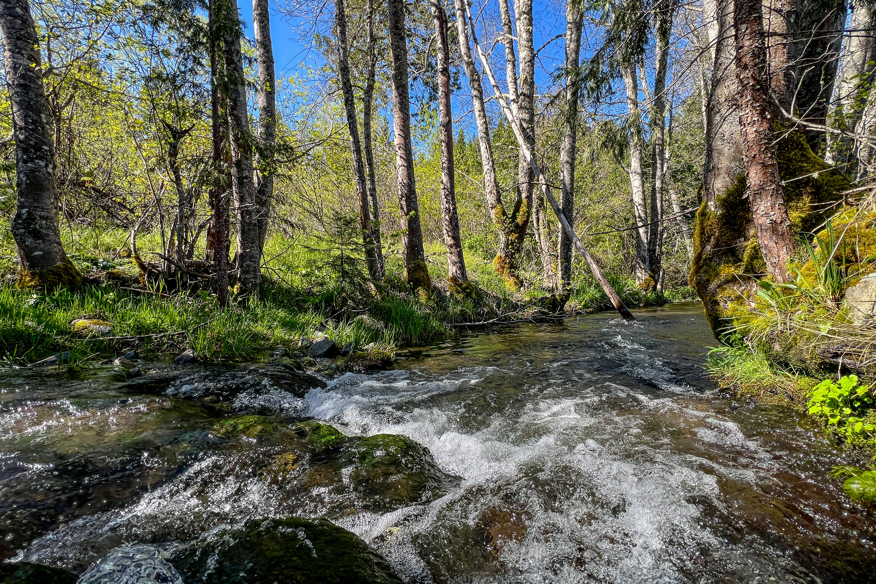 1040 Mullane Trail Big Bar, CA 96010 - Photo 4 of 49 a view of a backyard