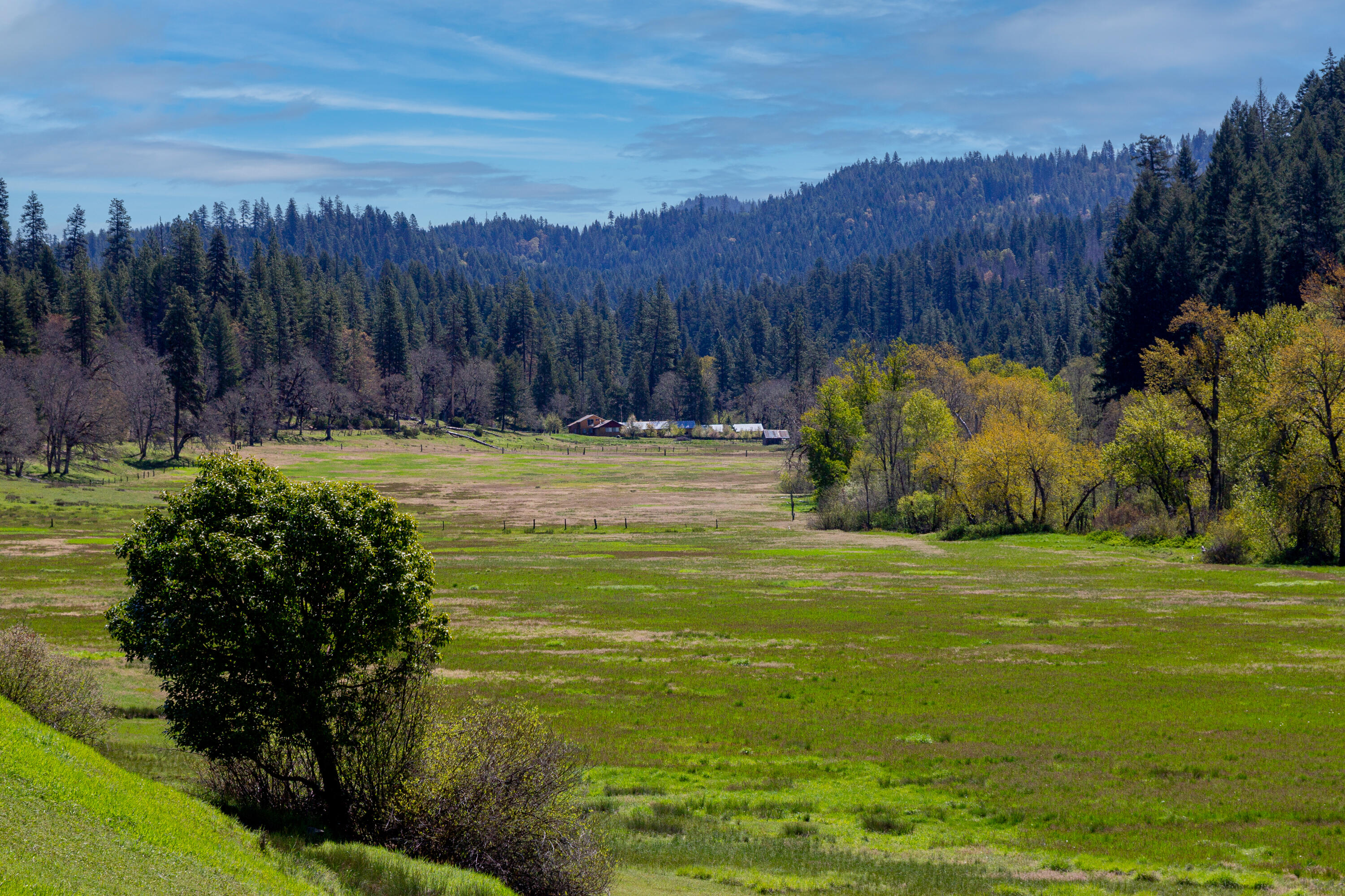 1040 Mullane Trail Big Bar, CA 96010 - Photo 45 of 49 a view of a field with a tree