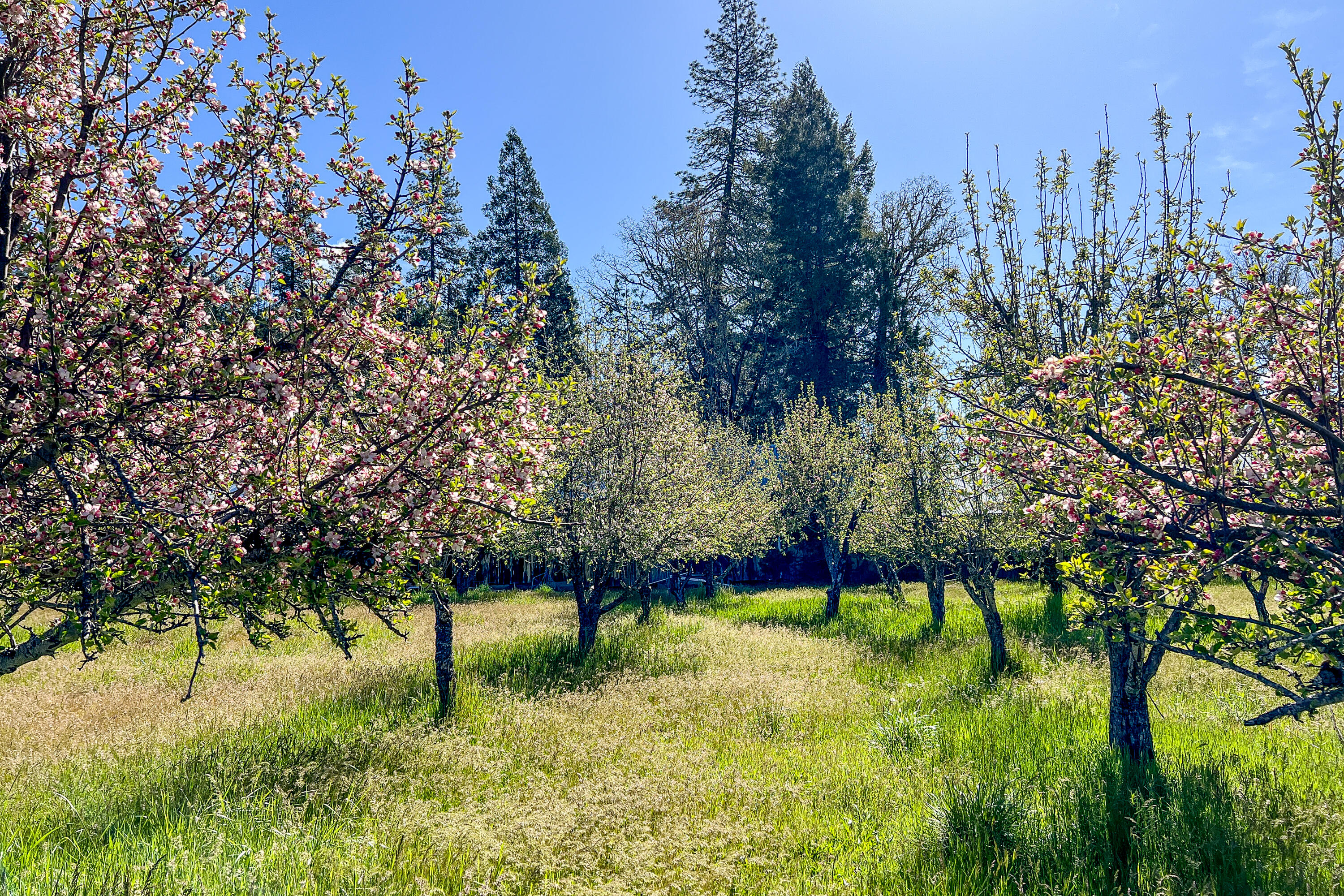 1040 Mullane Trail Big Bar, CA 96010 - Photo 47 of 49 a green field with lots of trees
