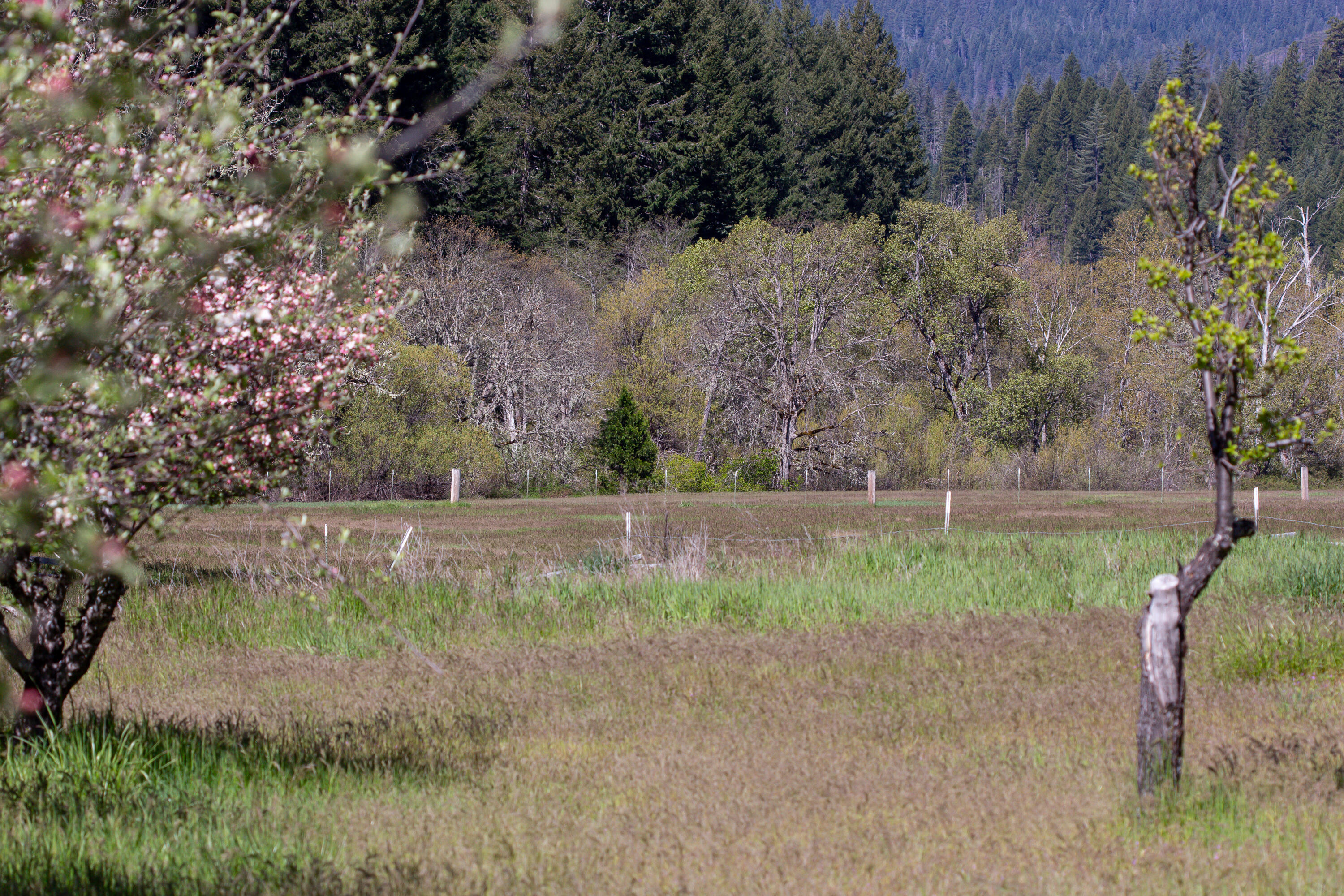 1040 Mullane Trail Big Bar, CA 96010 - Photo 48 of 49 Orchard