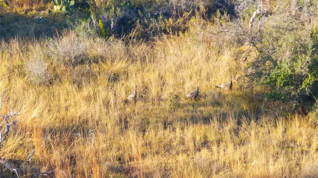 $994,000 | 358 Cornelius Road, Utopia, TX 78884