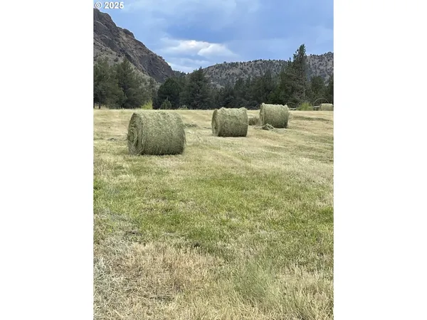 a view of a yard