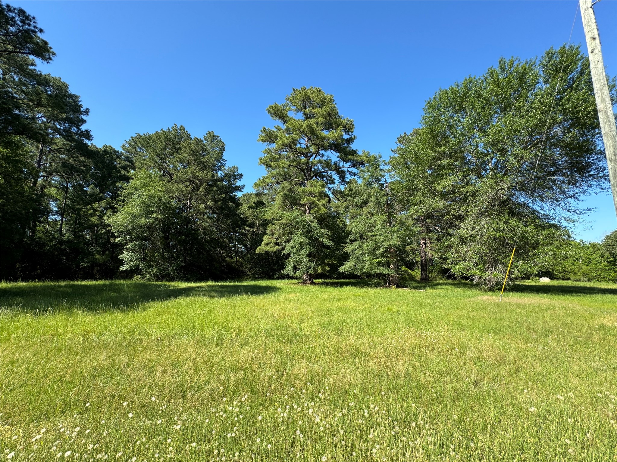 28 Oakridge North Trinity, TX 75862 - Photo 4 of 6 a view of a large yard with plants and large trees