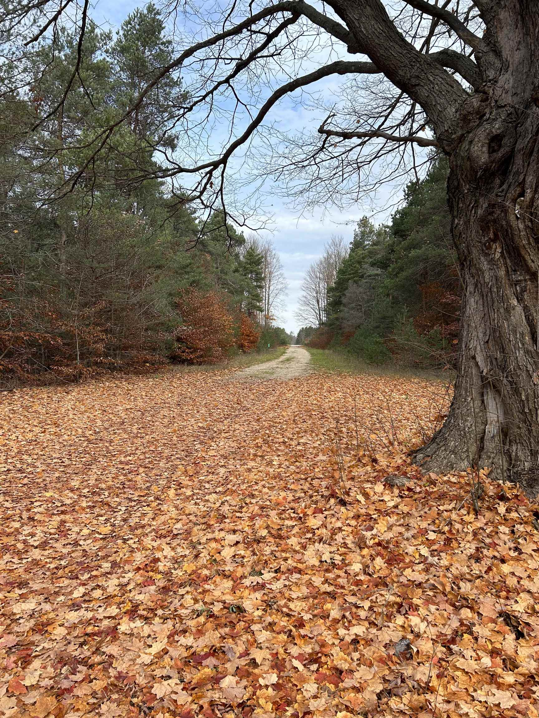 669 Rd Thompsonville Mi 49683 Road Beulah, MI 49617 - Photo 1 of 17