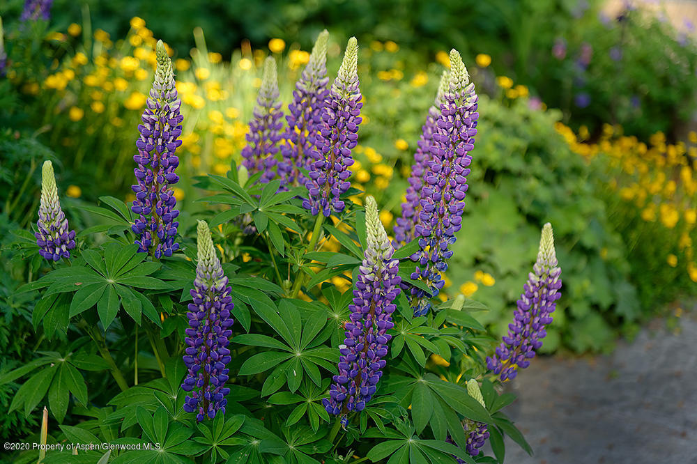 7800 Frying Pan Road Basalt, CO 81621 - Photo 29 of 30 a flower view
