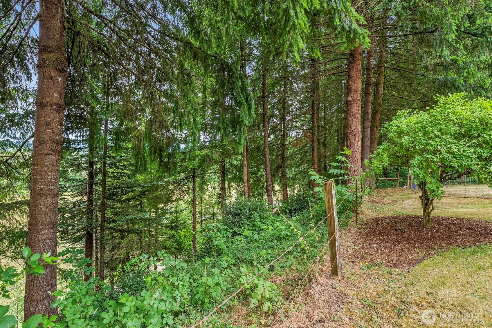 1142 SR 6 Raymond, WA 98577 - Photo 34 of 40 a view of forest