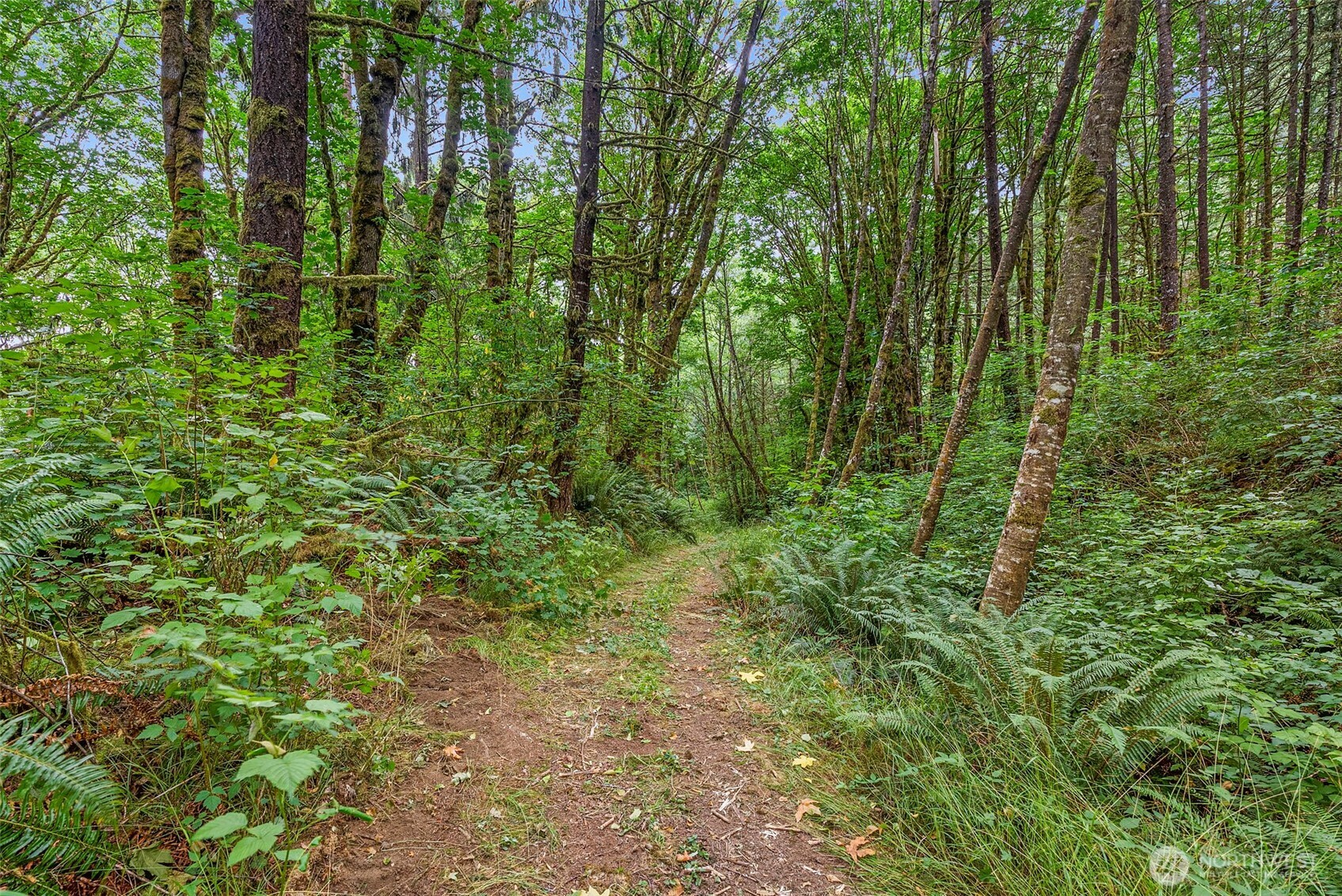 1142 SR 6 Raymond, WA 98577 - Photo 35 of 40 a view of a lush green forest