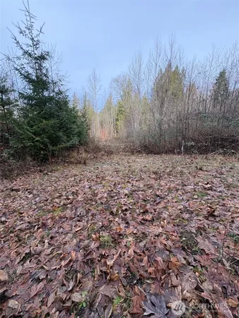 a view of a yard