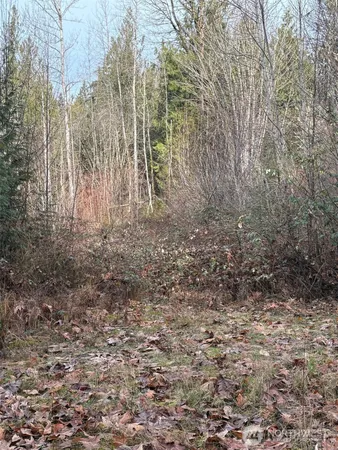a view of a yard with trees