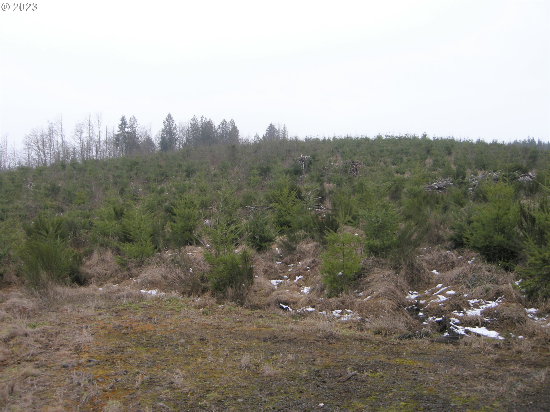 Pellham Hill Road, Unit 100 Rainier, OR 97048 - Photo 2 of 11 a view of a forest with trees in the background