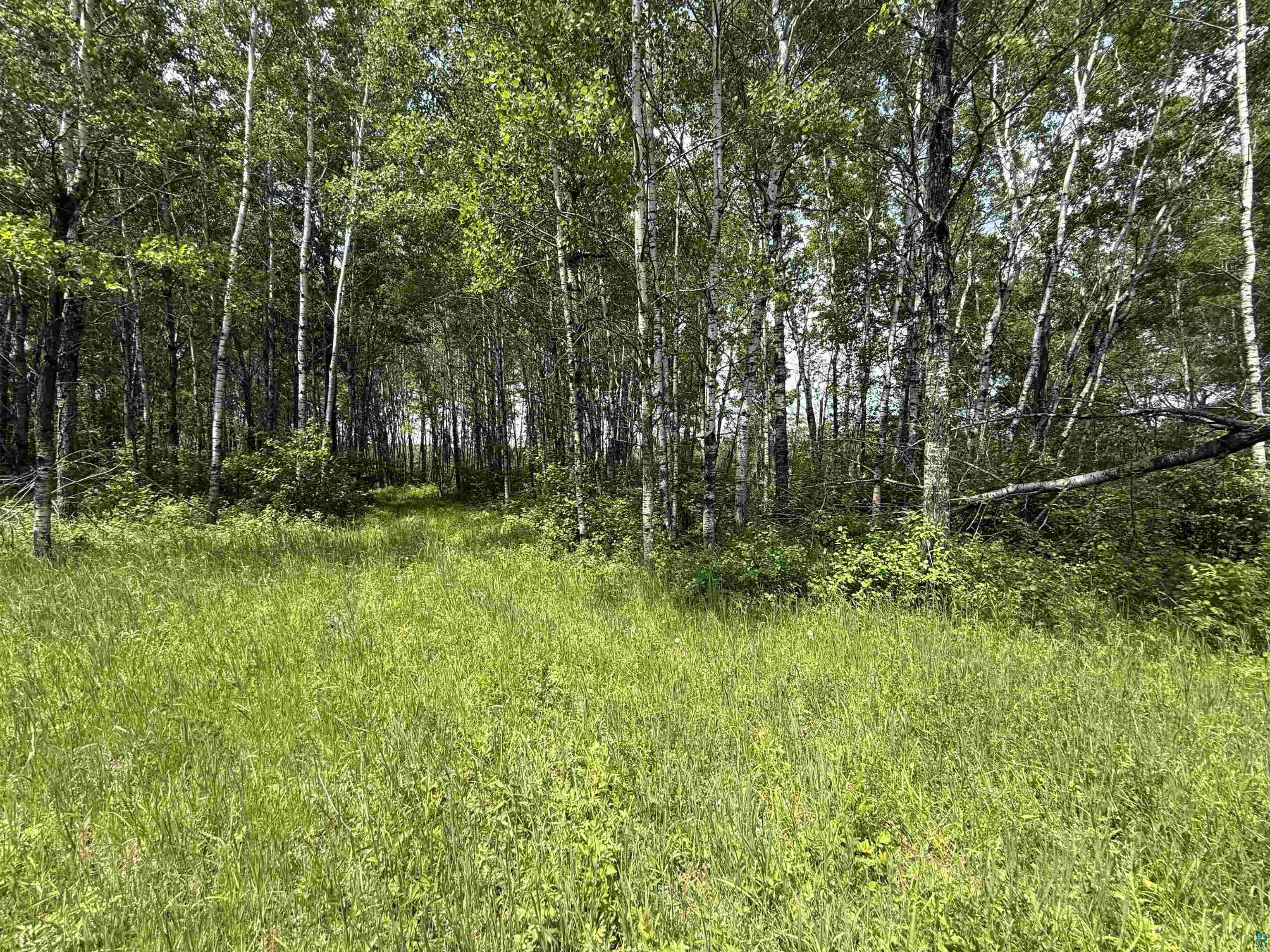 Tbd Samuelson Road Angora, MN 55703 - Photo 41 of 43 View of undeveloped land