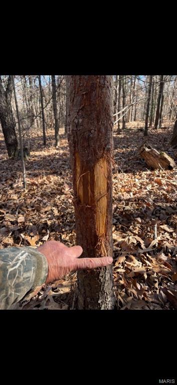 3403 Ripley Bb-2 Doniphan, MO 63935 - Photo 11 of 99