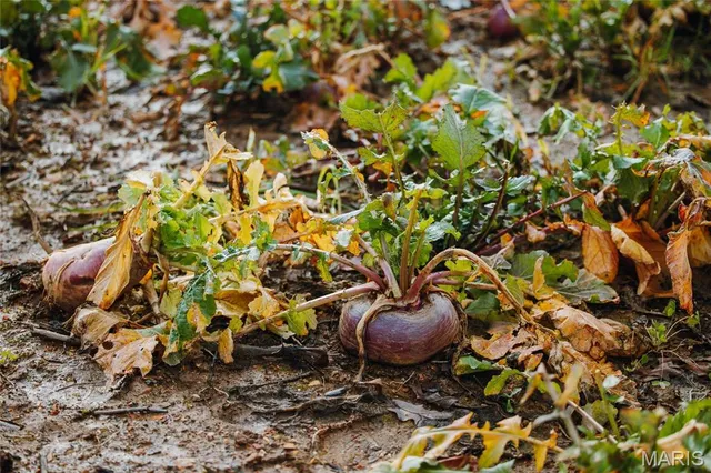 $1,100,000 | 3403 Ripley Bb-2, Doniphan, MO 63935