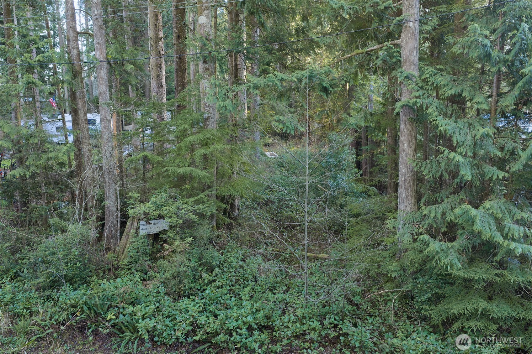 a view of a forest with a street