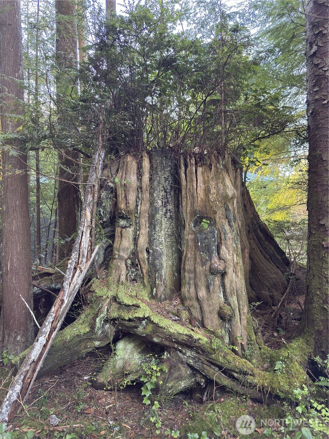 40 Robin Lane Pacific Beach, WA 98571 - Photo 10 of 13