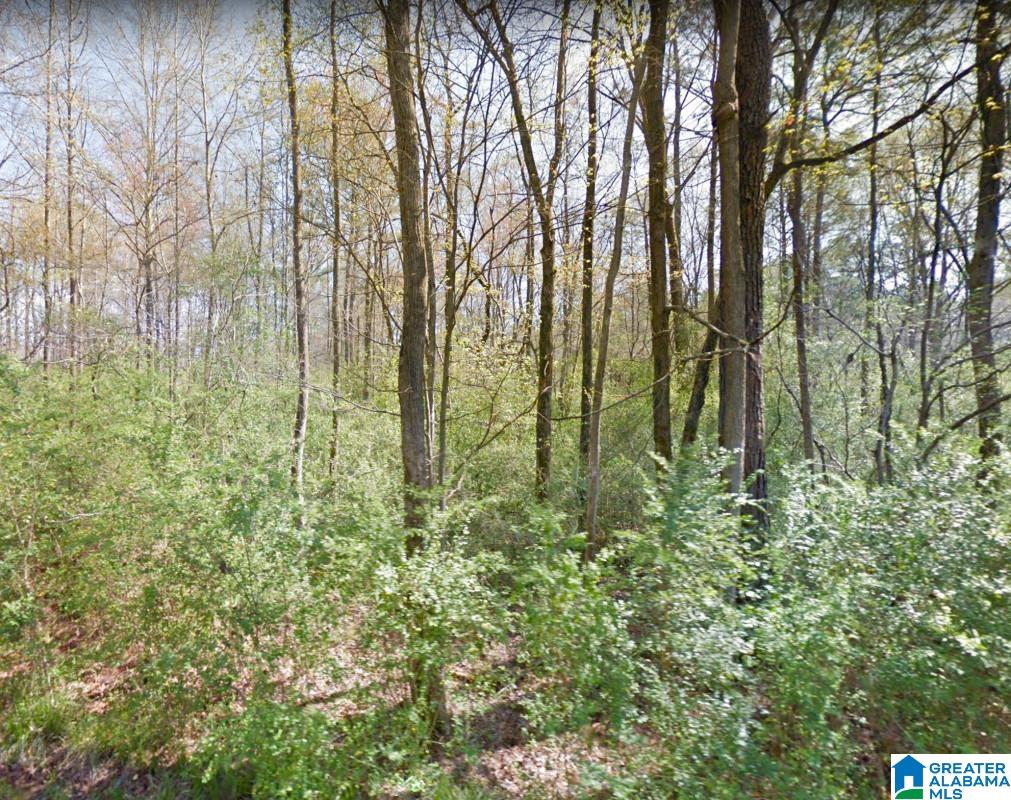Akins Miller Road Jasper, AL 35501 - Photo 8 of 13