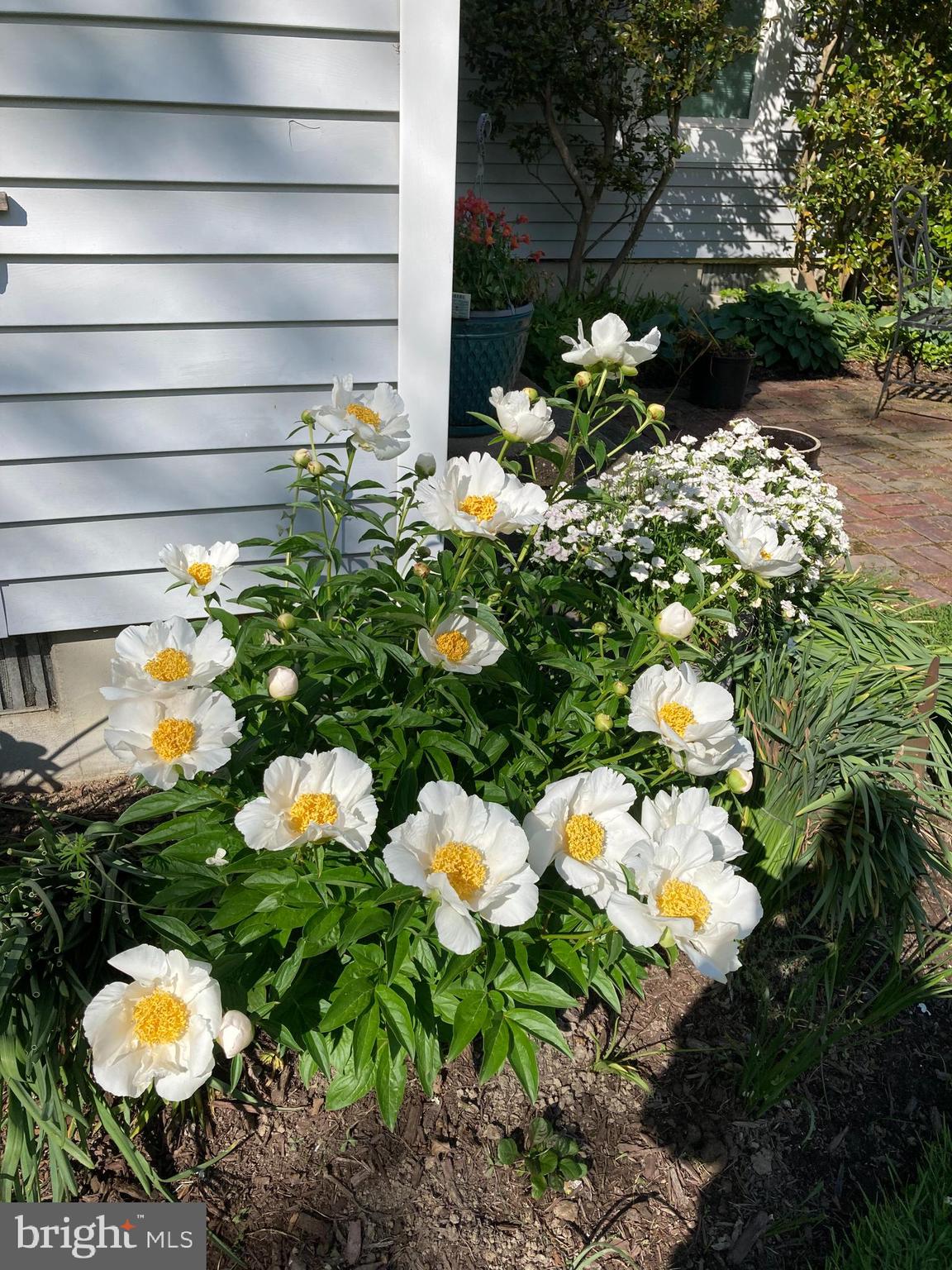 6394 Bozman Neavitt Road Neavitt, MD 21652 - Photo 7 of 30 Peonies bloom in May