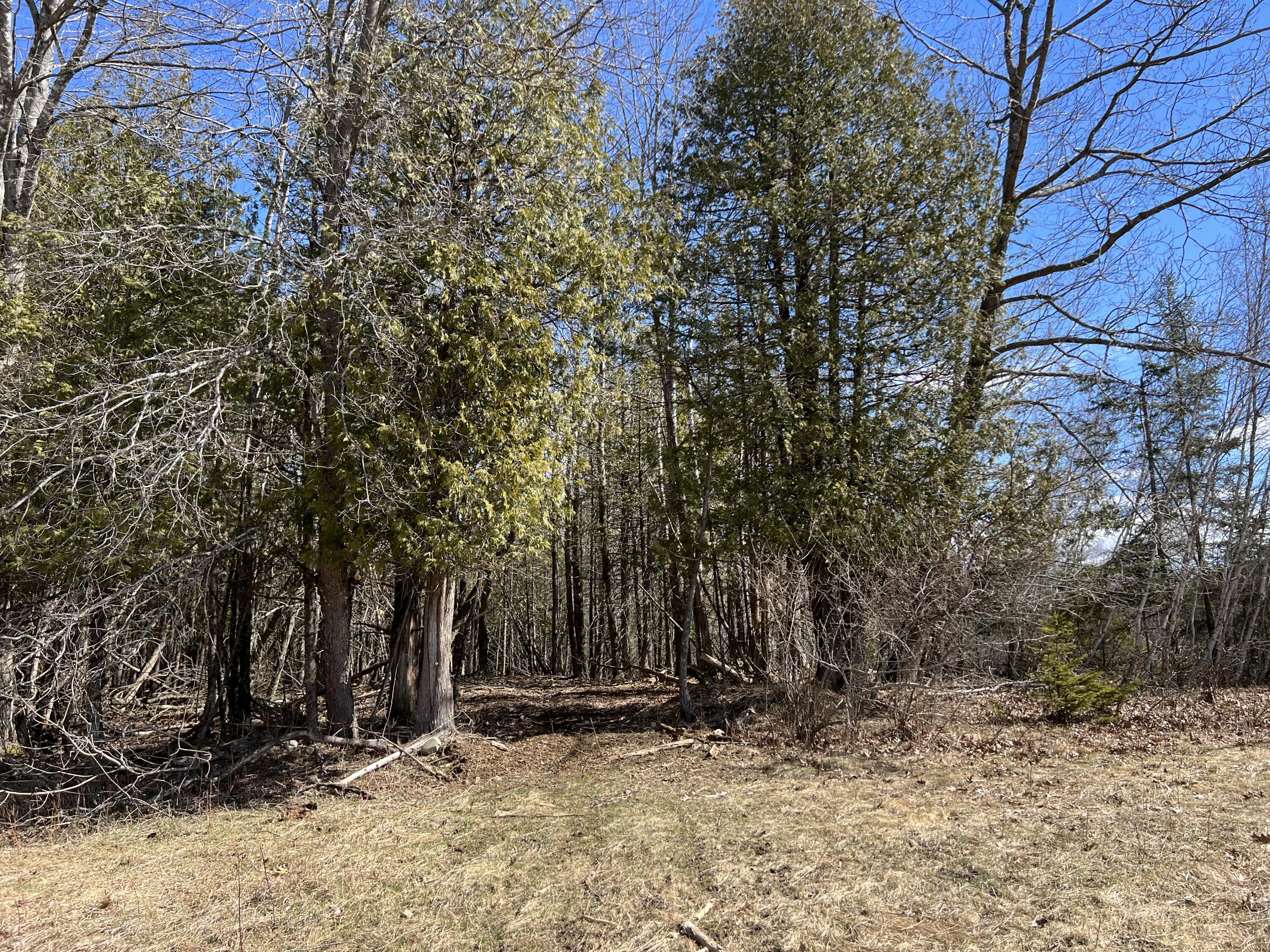 Lot 11-1 Main Road Charleston, ME 04422 - Photo 16 of 39 Tree line to L