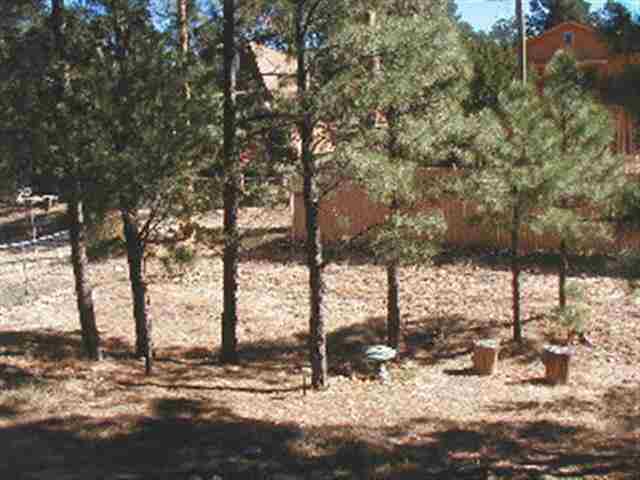 3341 Rim Lakes Drive Overgaard, AZ 85933 - Photo 6 of 10