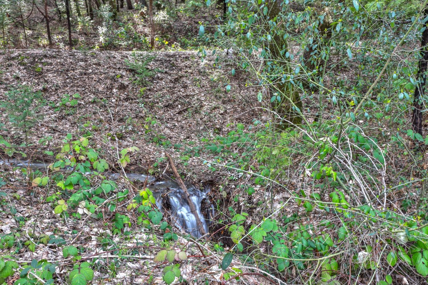 7277 Red Ant Road Somerset, CA 95684 - Photo 32 of 42 a picture of trees