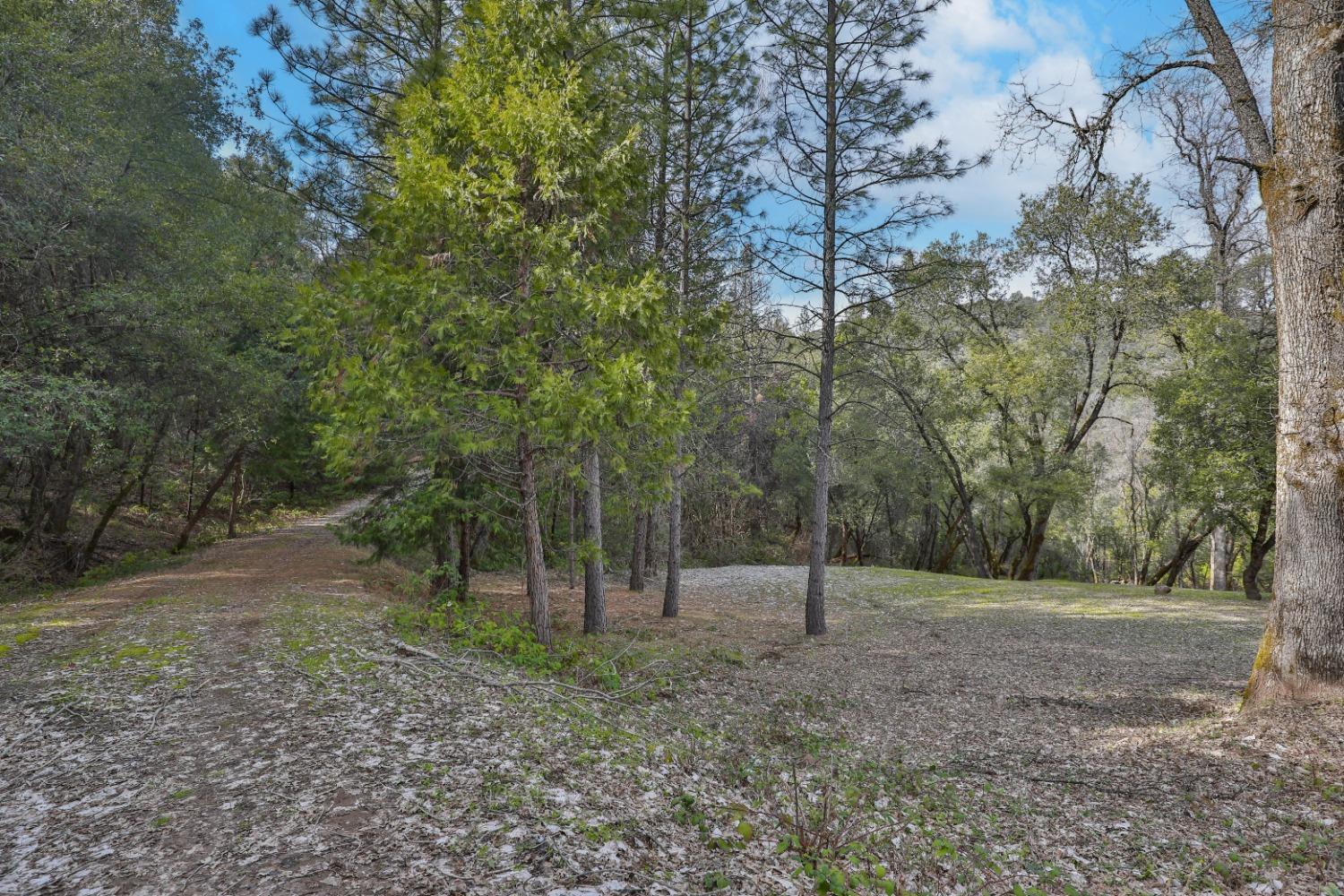 7277 Red Ant Road Somerset, CA 95684 - Photo 35 of 42 a view of a forest with trees