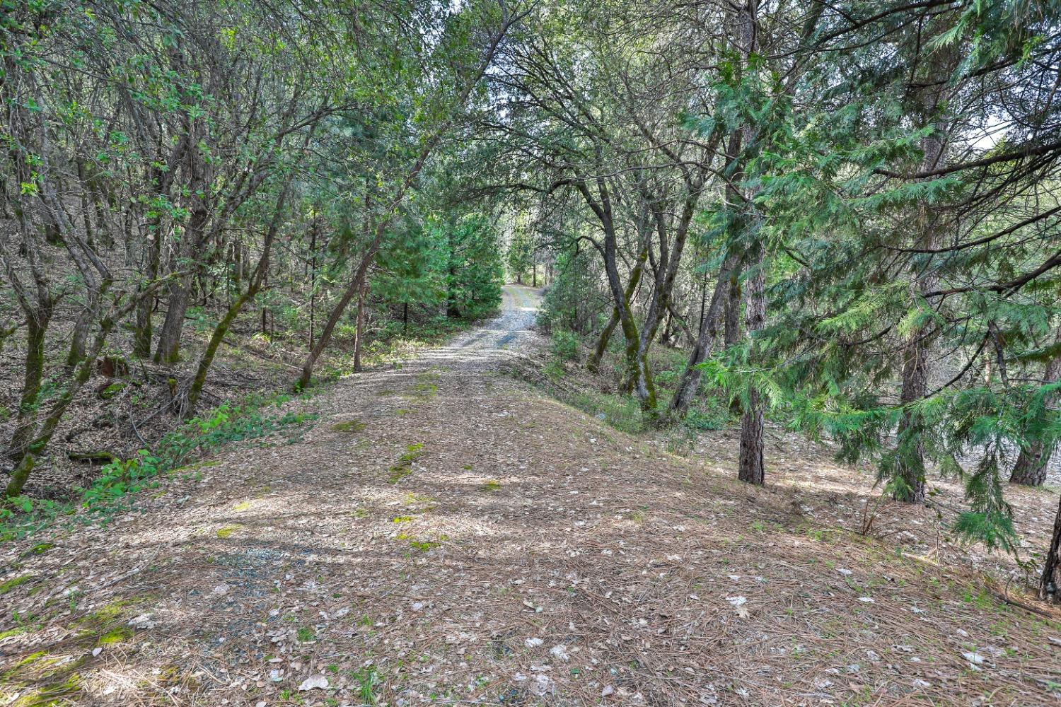 7277 Red Ant Road Somerset, CA 95684 - Photo 37 of 42 a view of a forest with trees in the background