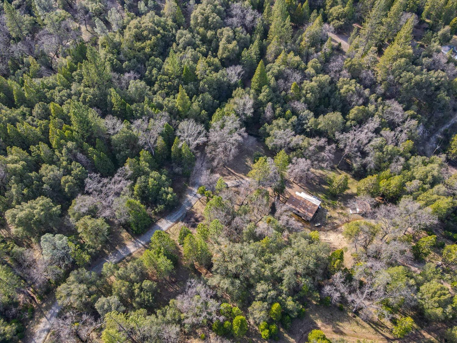 7277 Red Ant Road Somerset, CA 95684 - Photo 8 of 42 a view of a forest with a tree