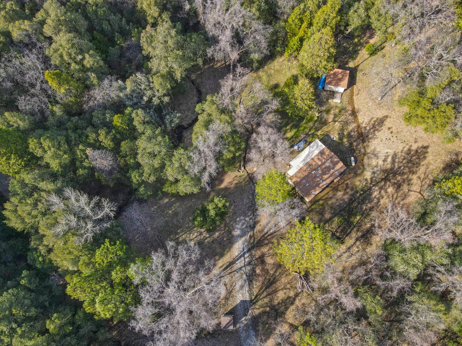 7277 Red Ant Road Somerset, CA 95684 - Photo 9 of 42 a picture of trees