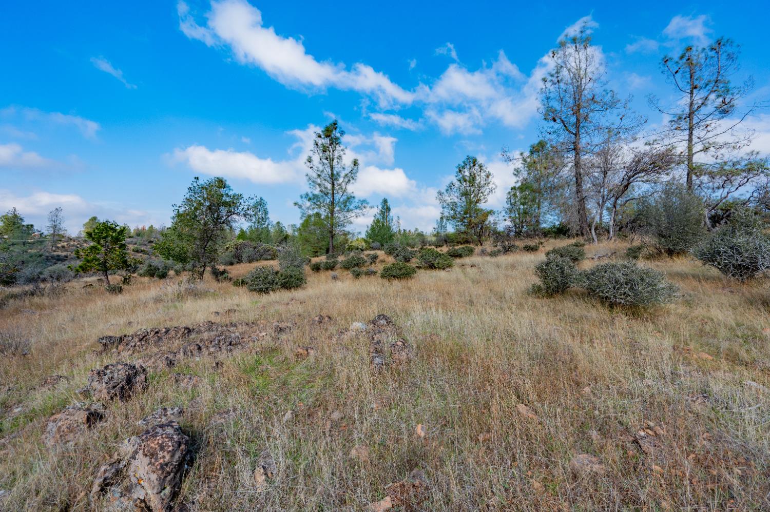 12137 Newtown Road Nevada City, CA 95959 - Photo 1 of 34 a view of a dry yard with trees