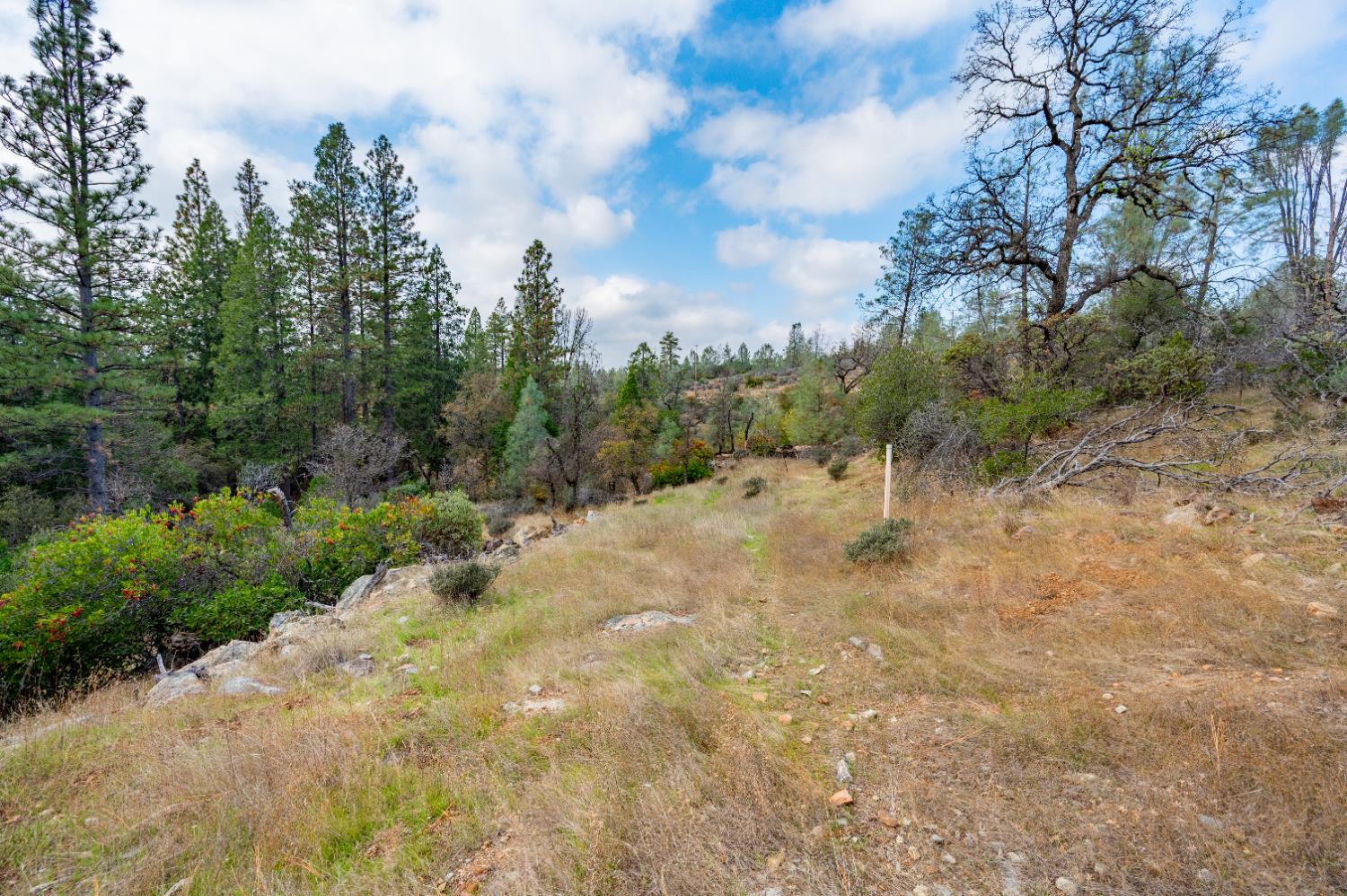 12137 Newtown Road Nevada City, CA 95959 - Photo 11 of 34 a view of a forest with trees in the background