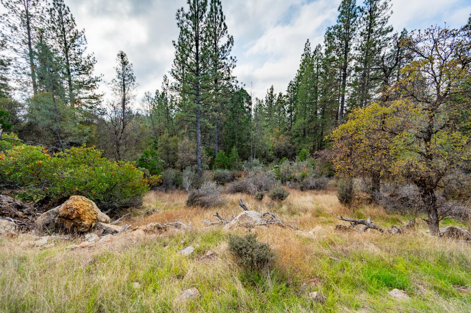 12137 Newtown Road Nevada City, CA 95959 - Photo 12 of 34 a view of a forest with trees in the background