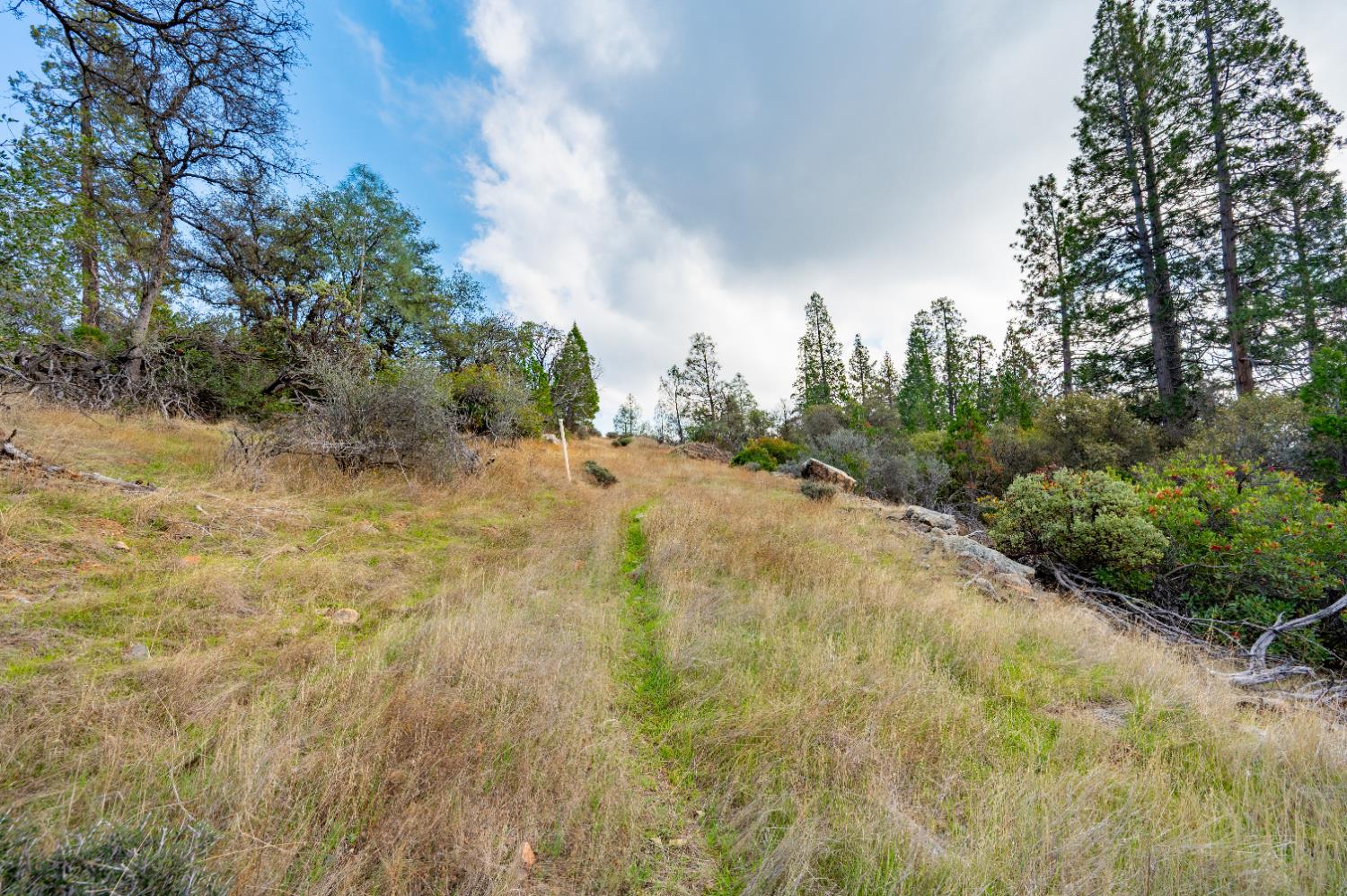 12137 Newtown Road Nevada City, CA 95959 - Photo 13 of 34 a view of a dirt road with trees in the background
