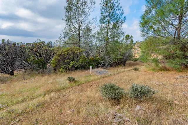 a view of a dry yard with trees